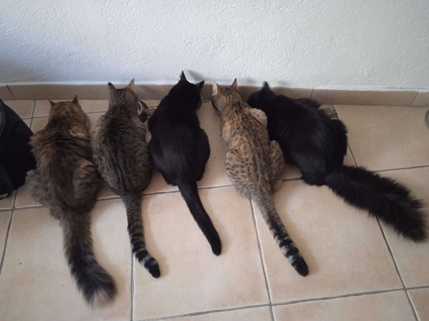 Ma routine repas avec cinq chats