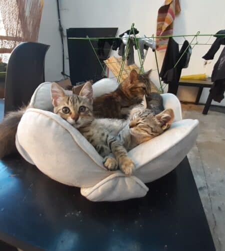Combien de litières faut-il pour 5 chats ?