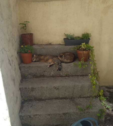 Comment garder son chat au frais pendant la canicule